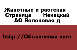  Животные и растения - Страница 16 . Ненецкий АО,Волоковая д.